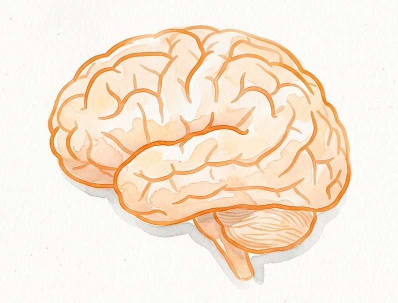 Watercolour illustration of a brain for a brain basics glossary